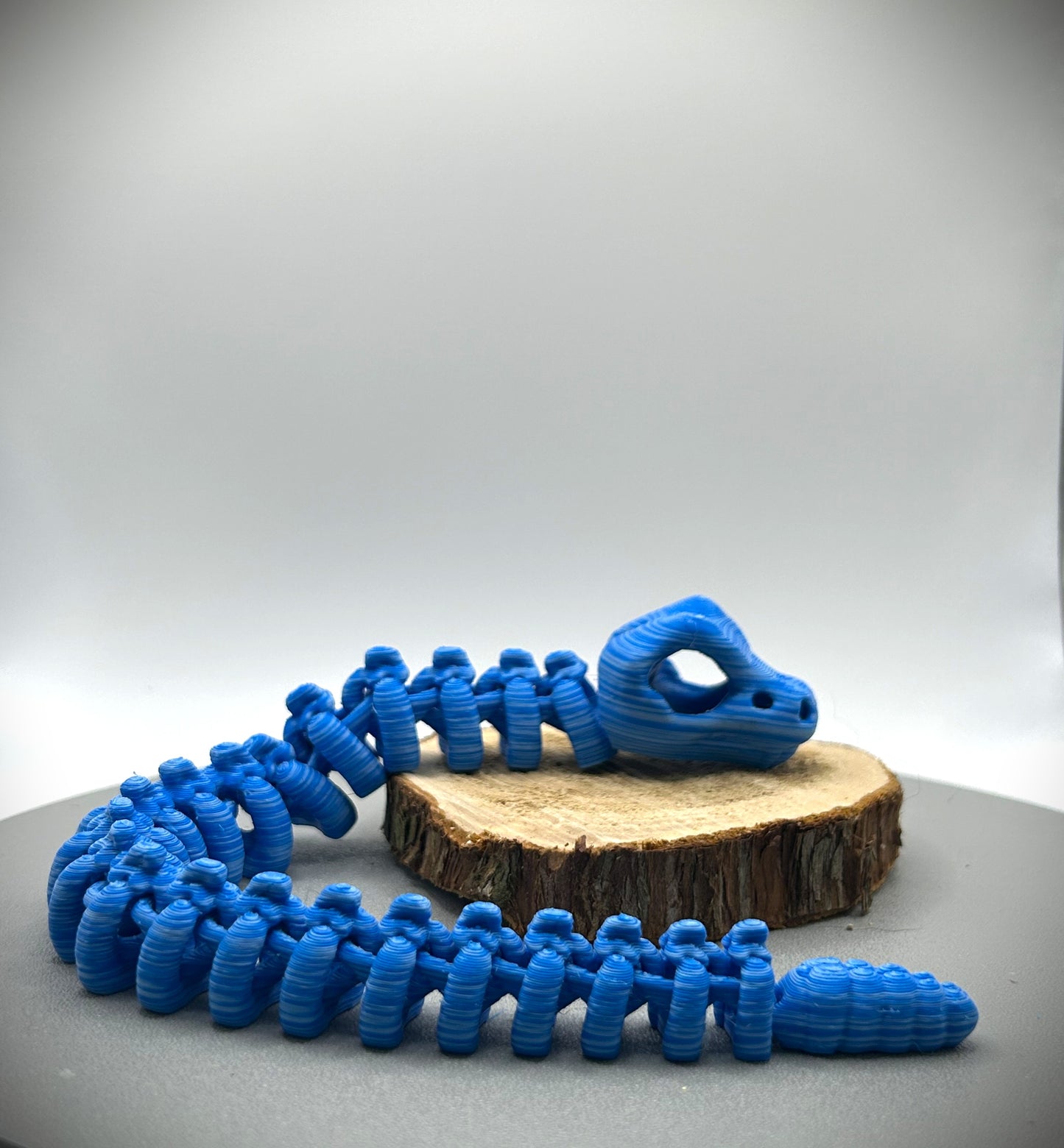 Squelette de Serpent
