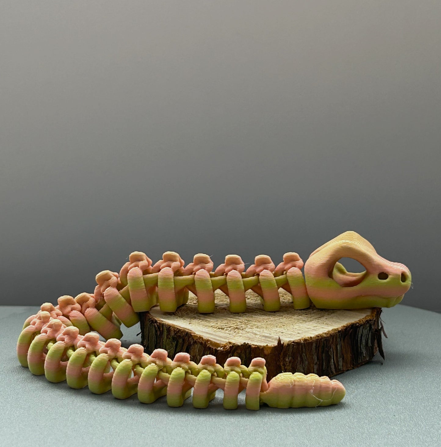 Squelette de Serpent