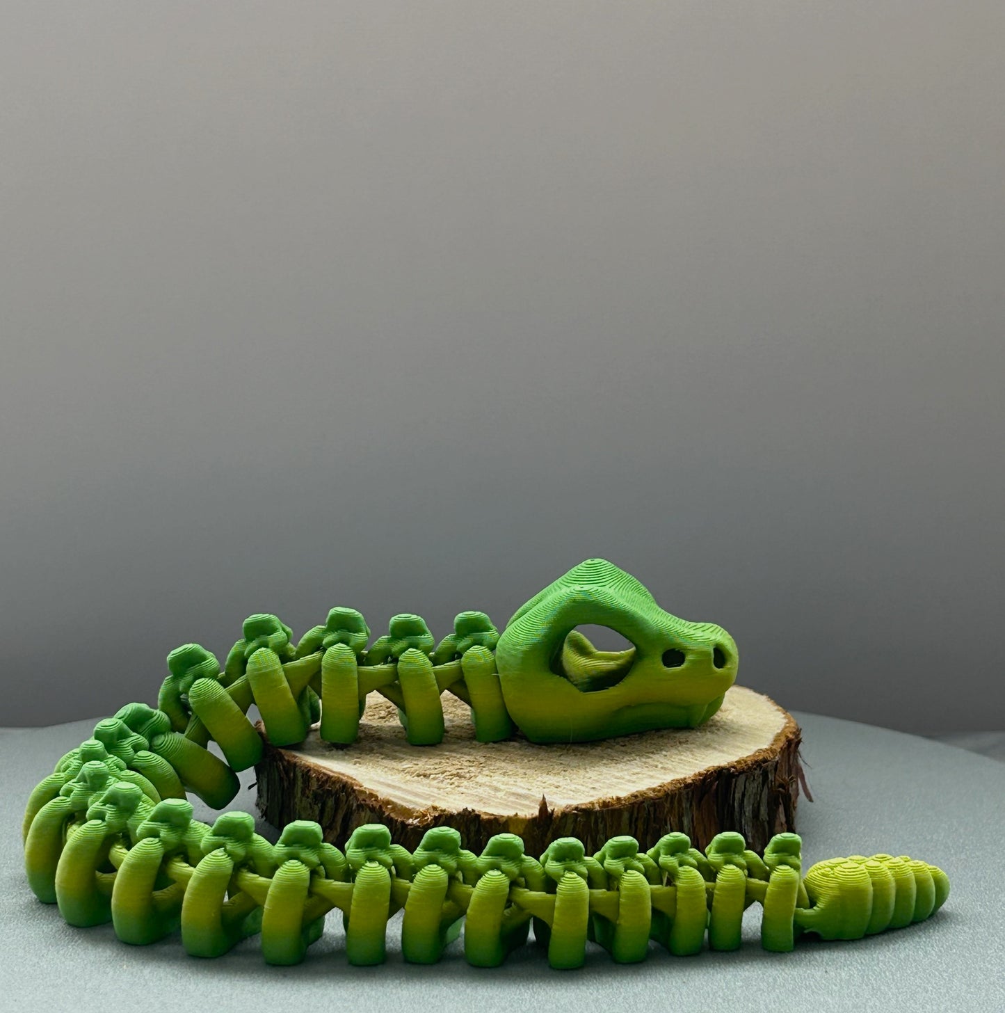 Squelette de Serpent