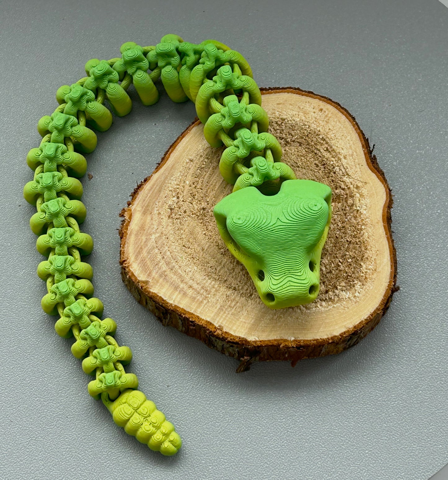 Squelette de Serpent