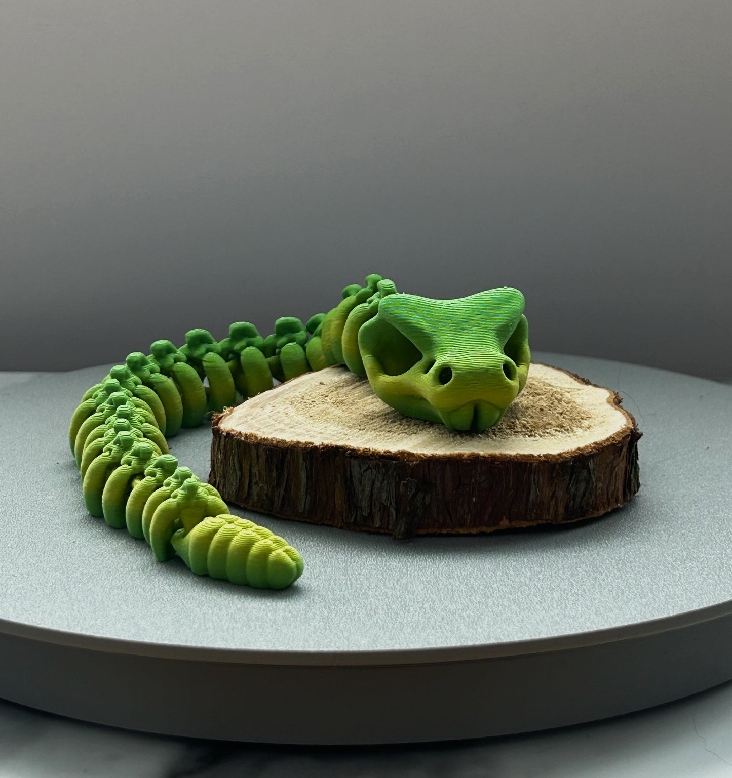 Squelette de Serpent