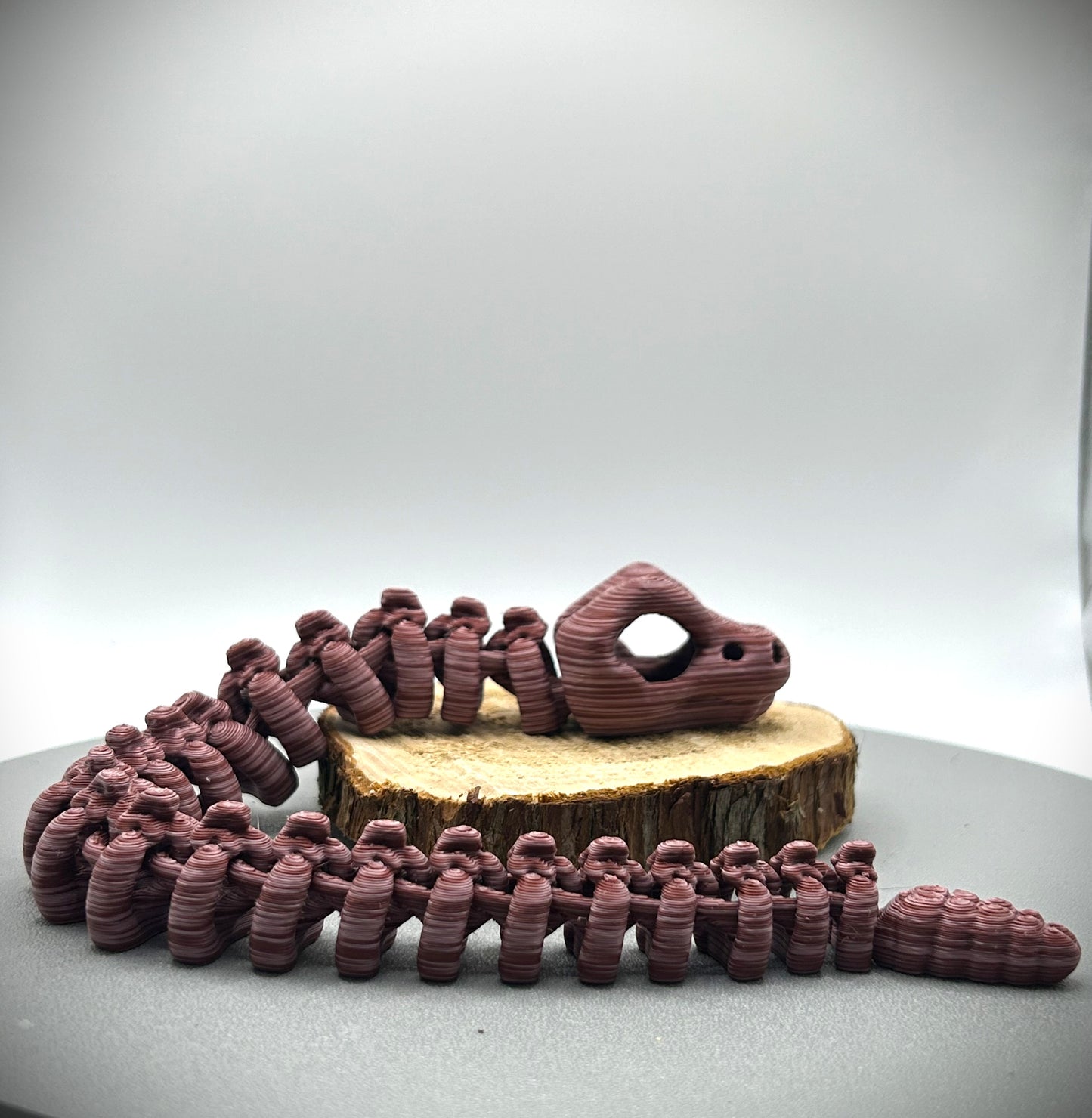 Squelette de Serpent