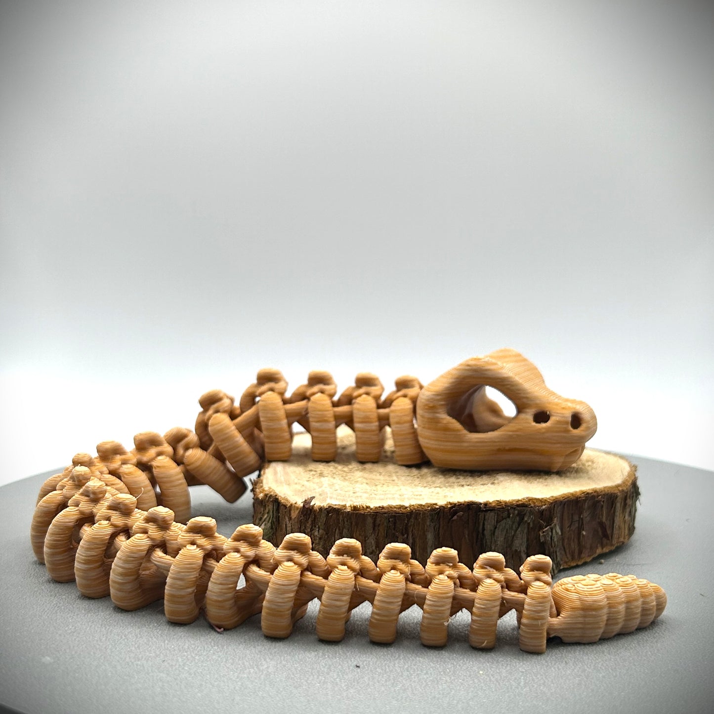 Squelette de Serpent